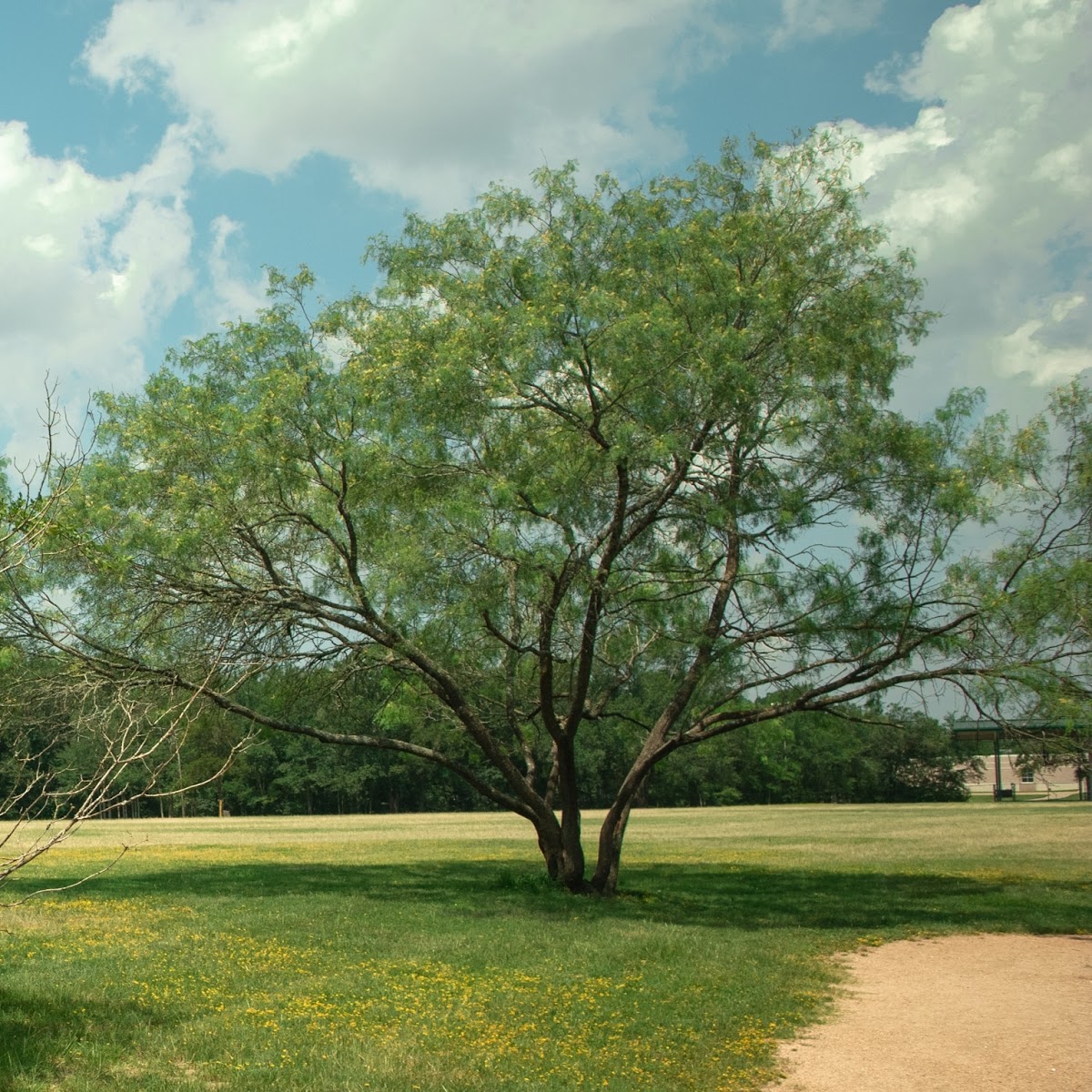 Austin's Colony Park Pickleball Courts